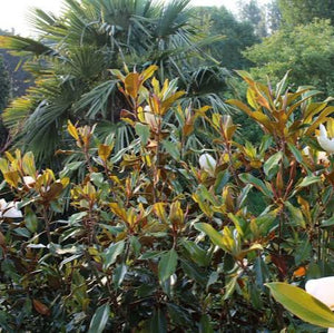 MAGNOLIA GRANDIFLORA KAY PARRIS 8.5L