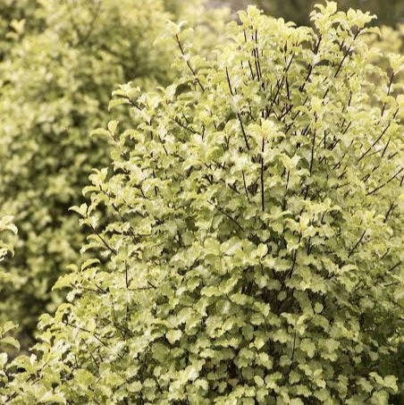 PITTOSPORUM TENUIFOLIUM TASMAN RUFFLES 4.0L