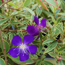 Load image into Gallery viewer, TIBOUCHINA BLAZE OF GLORY 4.0L
