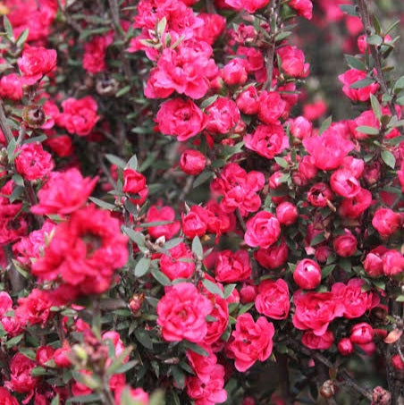 LEPTOSPERMUM WIRI JOAN 4.0L