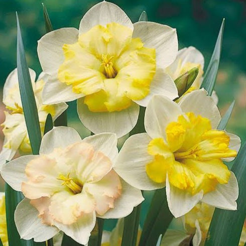 DAFFODIL SPLIT CORONA CHANGING COLOURS 5PK