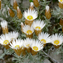 Load image into Gallery viewer, HELICHRYSUM RETORTUM SEA STRAWFLOWER 1.3L
