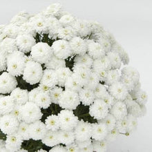 Load image into Gallery viewer, ARGYRANTHEMUM SUMMERSONG WHITE 1.5L
