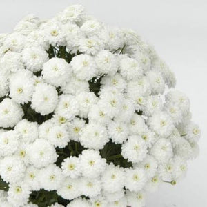 ARGYRANTHEMUM SUMMERSONG WHITE 1.5L