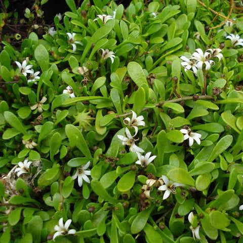 SELLIERA RADICANS MOONDROPS