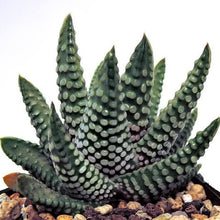 Load image into Gallery viewer, HAWORTHIA ZENIGATA
