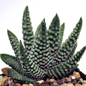 HAWORTHIA ZENIGATA