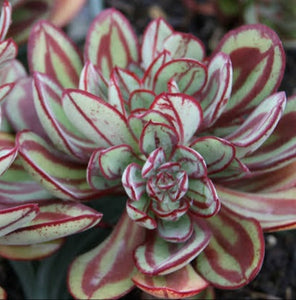 ECHEVERIA NODULOSA