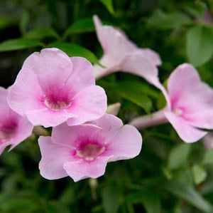 PANDOREA JASMINOIDES ROSEA SUPERBA