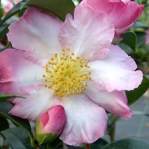 CAMELLIA SASANQUA GAY BORDER 4.0L