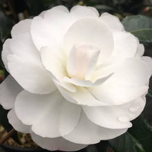 Load image into Gallery viewer, CAMELLIA SASANQUA EARLY PEARLY 4.0L
