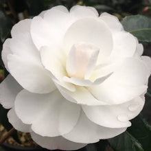 Load image into Gallery viewer, CAMELLIA SASANQUA EARLY PEARLY 3.5L
