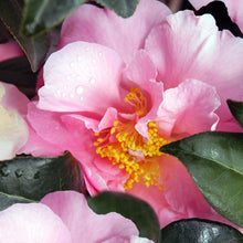 Load image into Gallery viewer, CAMELLIA HYBRID HIGH FRAGRANCE 8.5L
