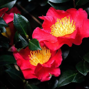 CAMELLIA SASANQUA MIDNIGHT LOVER 4.0L