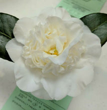 Load image into Gallery viewer, CAMELLIA JAPONICA MANSIZE 4.0L
