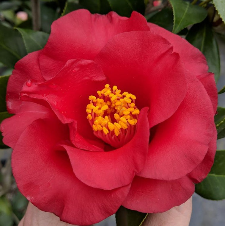 CAMELLIA JAPONICA MIDNIGHT 4.0L