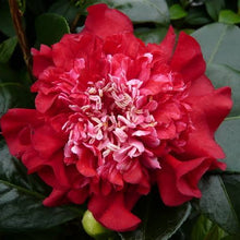 Load image into Gallery viewer, CAMELLIA HYBRID RUBY WEDDING 4.0L

