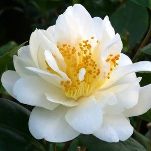 CAMELLIA JAPONICA SILVER ANNIVERSARY 4.0L