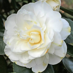 CAMELLIA JAPONICA SWAN LAKE 4.0L