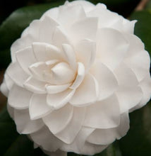 Load image into Gallery viewer, CAMELLIA JAPONICA SWAN LAKE 4.0L
