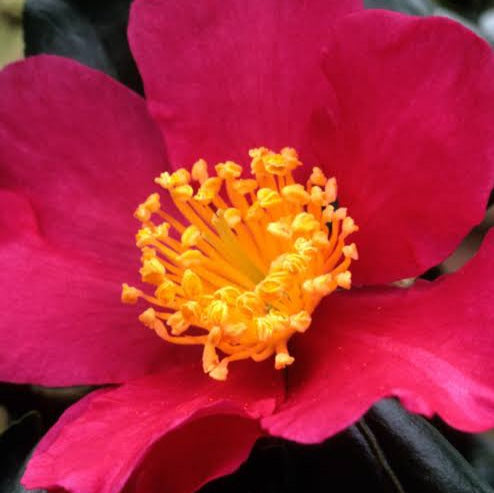 CAMELLIA SASANQUA CRIMSON KING 8.5L