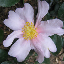 Load image into Gallery viewer, CAMELLIA SASANQUA EXQUISITE 4.0L
