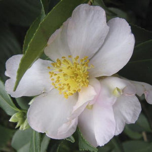 CAMELLIA SASANQUA EXQUISITE 4.0L