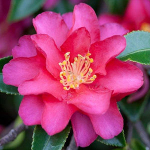 CAMELLIA SASANQUA HIRYU 4.0L