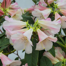 Load image into Gallery viewer, RHODODENDRON COUNTESS OF HADDINGTON 6.0L
