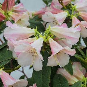 RHODODENDRON COUNTESS OF HADDINGTON 6.0L