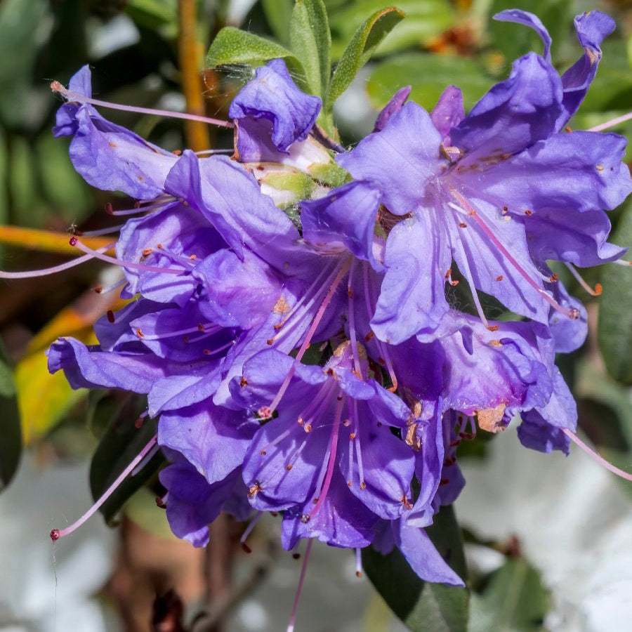 RHODODENDRON IMPEDITUM 6.0L