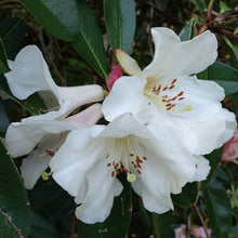 Load image into Gallery viewer, RHODODENDRON MADDENII 6.0L
