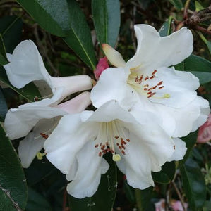 RHODODENDRON MADDENII 6.0L