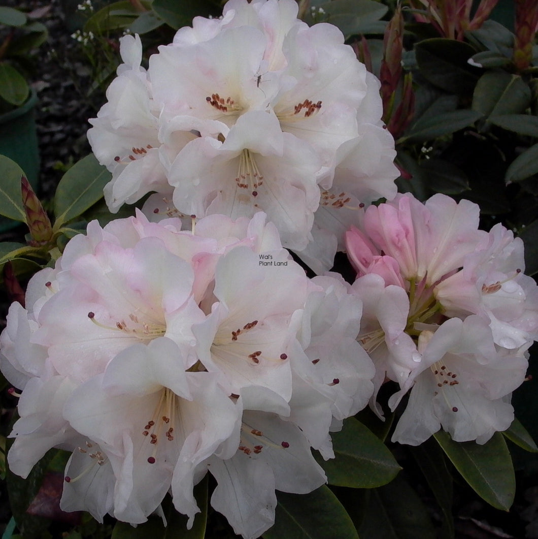 RHODODENDRON UNIQUE 6.0L