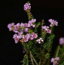 Load image into Gallery viewer, THRYPTOMENE PAYNES HYBRID 2.5L
