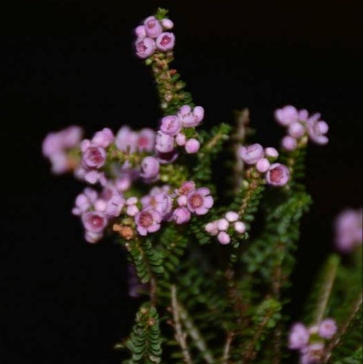 THRYPTOMENE PAYNES HYBRID 2.5L