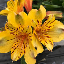 Load image into Gallery viewer, ALSTROEMERIA INCA GOLD RUSH 2.5L
