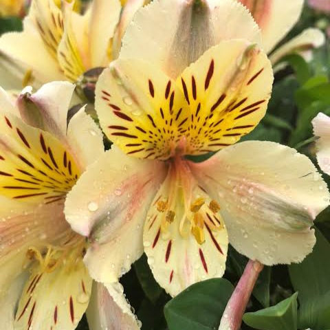 ALSTROEMERIA INCA SUNDANCE 2.5L