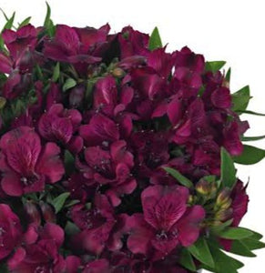 ALSTROEMERIA COMPACT INTICANCHA DARK PURPLE 2.5L