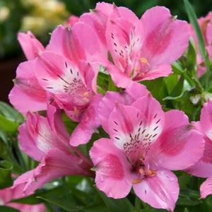 ALSTROEMERIA COMPACT INTICANCHA IMALA 2.5L