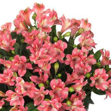 Load image into Gallery viewer, ALSTROEMERIA COMPACT INTICANCHA KANIKA 2.5L
