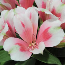 Load image into Gallery viewer, ALSTROEMERIA COMPACT INTICANCHA MAYA 2.5L
