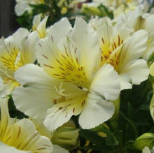 Load image into Gallery viewer, ALSTROEMERIA COMPACT INTICANCHA SUNLIGHT 2.5L
