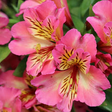 Load image into Gallery viewer, ALSTROEMERIA COMPACT INTICANCHA SUNSHINE 2.5L
