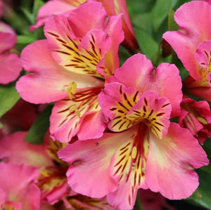 ALSTROEMERIA COMPACT INTICANCHA SUNSHINE 2.5L