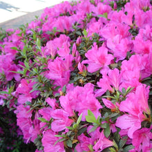 Load image into Gallery viewer, AZALEA EVERGREEN LUCY 2.5L
