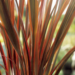 PHORMIUM FIREBIRD 3.3L