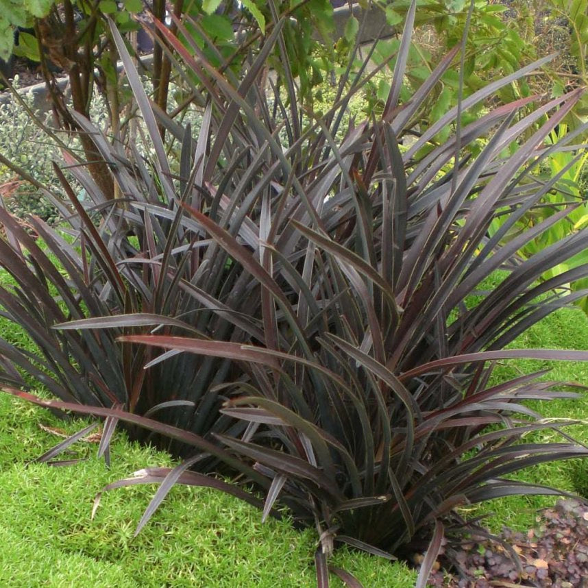 PHORMIUM BLACK MAGIC 2.5L