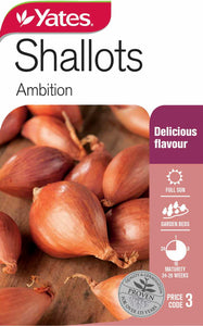 SHALLOTS AMBITION SEED