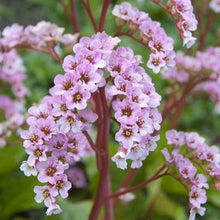 Load image into Gallery viewer, BERGENIA SILVERLIGHT 1.5L
